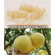 High quality honey pomelo for sale