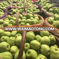 Fresh pear China pear Shandong pear for export