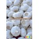 Garlic/Fresh garlic/ Fresh Jinxiang garlic