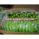 High quality fresh Cavendish banana for sale