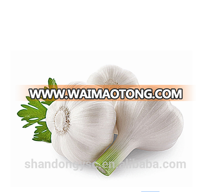 High quality Jinxiang export garlic