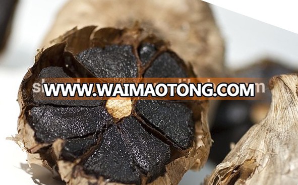 China black garlic for export