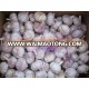 great white garlic from jinxiang