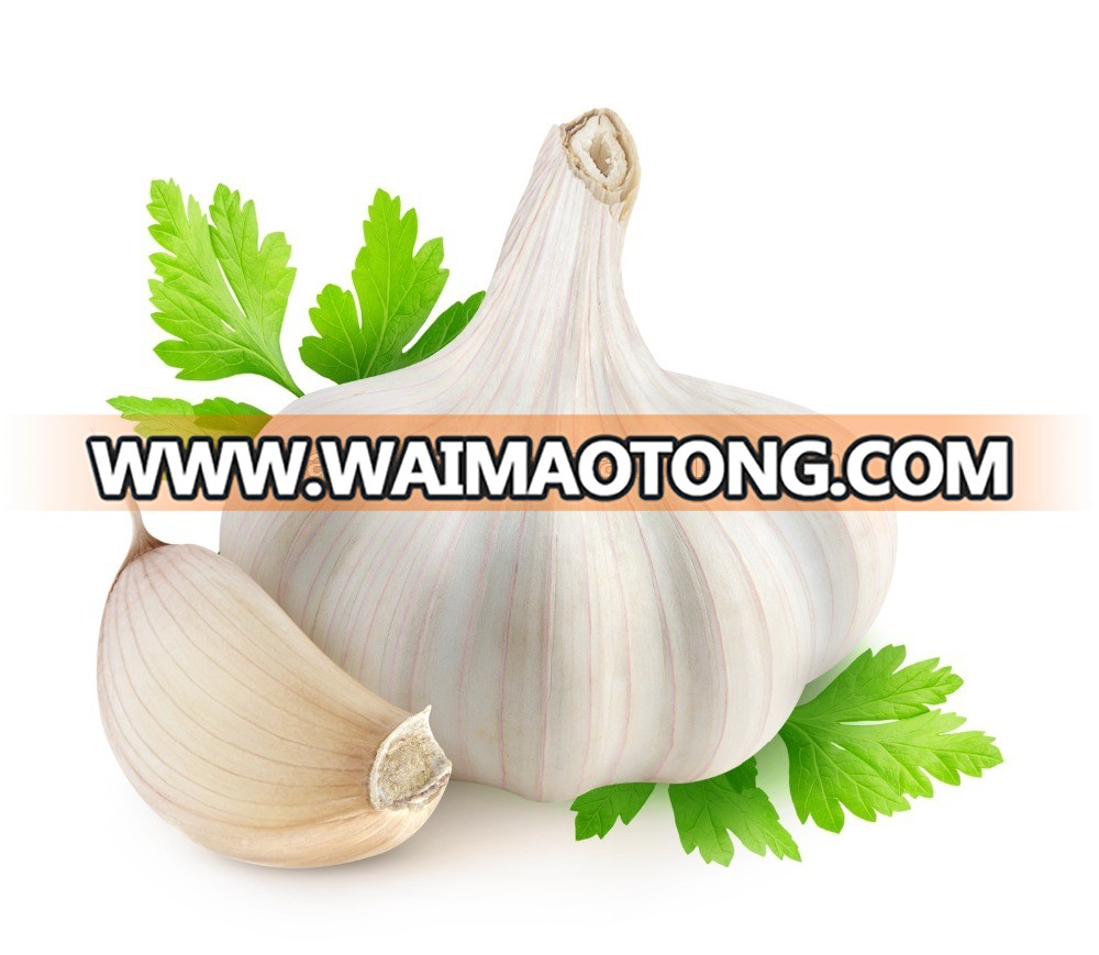 Jinxiang garlic hot sale garlic in 2016 10kg mesh bag packing