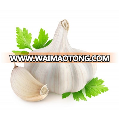 Jinxiang garlic hot sale garlic in 2016 10kg mesh bag packing